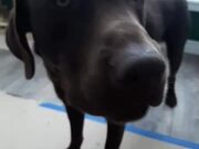 Chocolate Lab Having a Conversation With Its Human