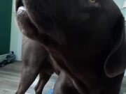 Chocolate Lab Having a Conversation With Its Human