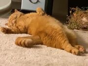 Kitty Curls Straight Back Up After A Stretching