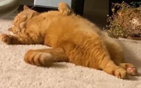 Kitty Curls Straight Back Up After A Stretching - Animals - VIDEOTIME.COM