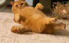 Kitty Curls Straight Back Up After A Stretching - Animals - VIDEOTIME.COM
