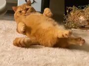 Kitty Curls Straight Back Up After A Stretching
