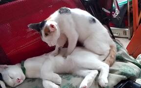 Purring Pal Gets Paws On - Animals - VIDEOTIME.COM