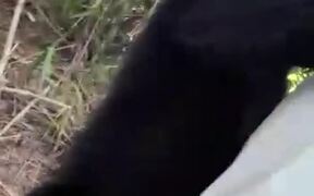 My Dad was Attacked by a Monkey - Animals - VIDEOTIME.COM