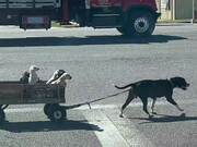 Dog Mom Pulls her Babies in a Wagon