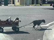 Dog Mom Pulls her Babies in a Wagon - Animals - Y8.COM