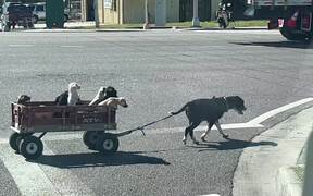 Dog Mom Pulls her Babies in a Wagon - Animals - VIDEOTIME.COM