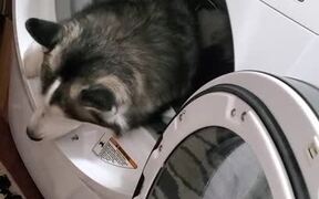 Husky Doesn't Want to Get Out of the Dryer - Animals - VIDEOTIME.COM