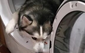 Husky Doesn't Want to Get Out of the Dryer - Animals - VIDEOTIME.COM