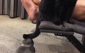 Cat Provokes Bunny into Chase - Animals - VIDEOTIME.COM