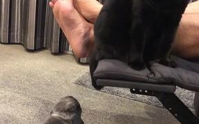 Cat Provokes Bunny into Chase - Animals - VIDEOTIME.COM
