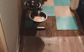 Dog Backs Up for Breakfast - Animals - VIDEOTIME.COM