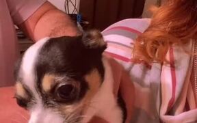 Gizmo Wants to Stay With Mom - Animals - VIDEOTIME.COM