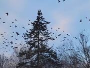 Crows Coming and Going