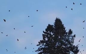 Crows Coming and Going - Animals - VIDEOTIME.COM