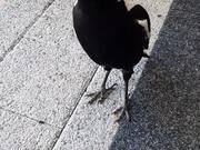 Magpie Makes Some Music