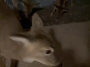 Hand-Feeding Herd of Deer