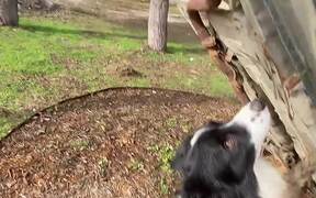 Using the Dog Jack - Animals - VIDEOTIME.COM
