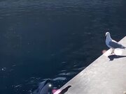 Dolphin Teasing a Seagull with a Fish