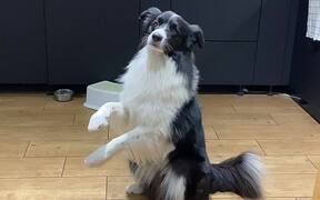 Dog Sits on Hind Legs - Animals - VIDEOTIME.COM
