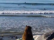 Fat Squirrel Watches Surfers in California