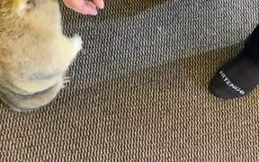 Pet Groundhog Greets Loving Owners - Animals - VIDEOTIME.COM