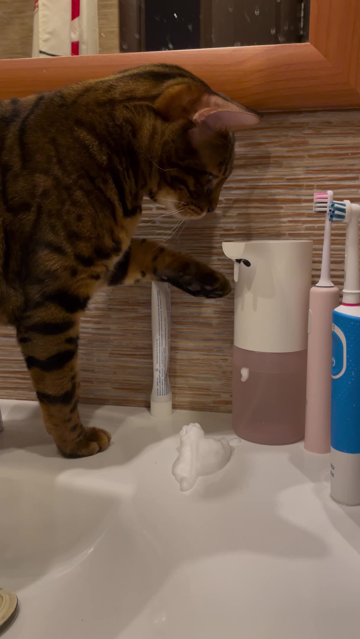 Clever Kitty Discovers Automated Soap Dispenser
