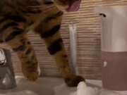 Clever Kitty Discovers Automated Soap Dispenser