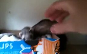 Cute Ferret - Animals - VIDEOTIME.COM