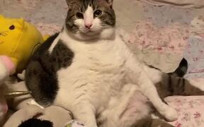 Cat with Gigantism Sits Like a Person - Animals - VIDEOTIME.COM