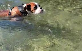 Boxer Puppy Swims for the First Time