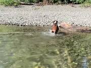 Boxer Puppy Swims for the First Time
