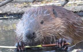 Close-Up Footage of Beavers Eating in a Pond - Animals - VIDEOTIME.COM