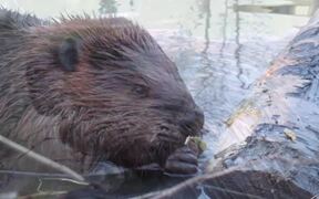 Close-Up Footage of Beavers Eating in a Pond