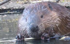 Close-Up Footage of Beavers Eating in a Pond