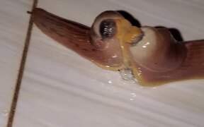 Slug Lovers Spotted - Animals - VIDEOTIME.COM