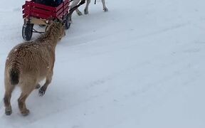 Goat Pulls a Wagon in the Snow - Animals - VIDEOTIME.COM