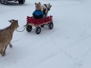 Goat Pulls a Wagon in the Snow