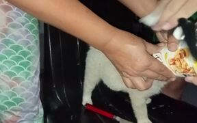 Rescuing a Puppy with it's Head Stuck in Tuna Can - Animals - VIDEOTIME.COM