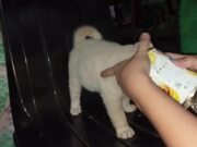 Rescuing a Puppy with it's Head Stuck in Tuna Can