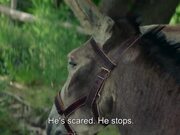 My Donkey, My Lover & I Trailer