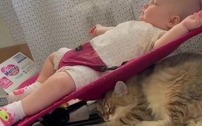 Bouncing Baby Bonks Cat's Head Repeatedly - Animals - VIDEOTIME.COM