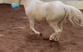 Stallion's Gift from Fan Doesn't Last Very Long - Animals - VIDEOTIME.COM