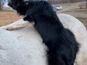 Dog is Ready for Horseback Ride