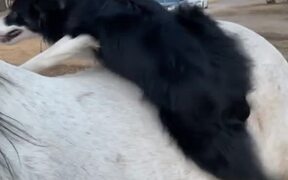 Dog is Ready for Horseback Ride - Animals - VIDEOTIME.COM
