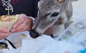 Florida Buck Helps Himself to Some Dinner - Animals - VIDEOTIME.COM
