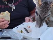 Florida Buck Helps Himself to Some Dinner