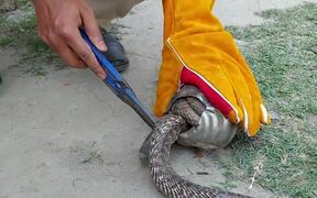 Stuck Snake Saved From Tin Ball Entanglement - Animals - VIDEOTIME.COM