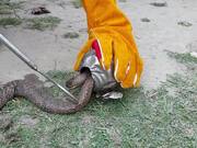 Stuck Snake Saved From Tin Ball Entanglement