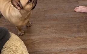 Teaching a Frenchie Not to Chew Slippers - Animals - VIDEOTIME.COM